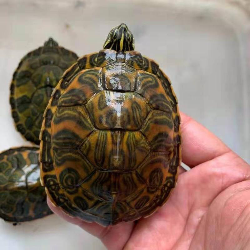 一只装(送龟料) 家养外塘宽纹火焰龟乌龟活物火焰