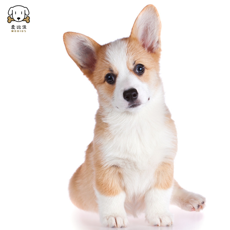 麦比佳 柯基犬活体 柯基犬幼犬狗狗活体纯种血统双色三色小体柯基狗 威尔士短腿迷你后臀可爱狗狗视频挑选高清大图