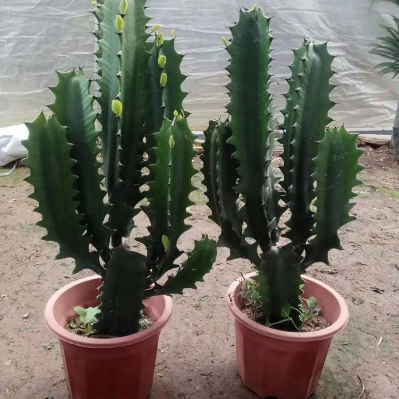 龙骨大植物清仓龙骨花室内花开花不断霸王鞭玉麒麟盆栽