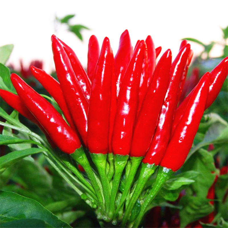 回固朝天椒种子四季播种香辣籽子弹头辣椒辣味强瓜果蔬菜花毛茛种子