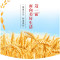 多用途麦芯粉1KG 100起订