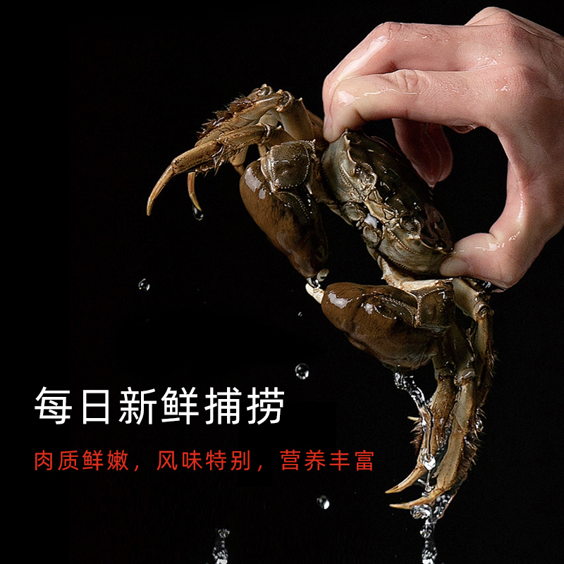 [活蟹]缘蟹汇牌大闸蟹6888型 公蟹6.0两/只 母蟹4.0两/只 5对10只 去绳净重 生鲜活蟹 中秋礼品