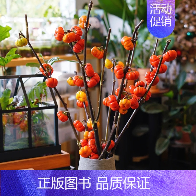 小南瓜(约3-5支多头) 杆子有刺 果子不能吃 不含花瓶 [正版]迷你小南瓜剑兰斗南鲜花基地直发昆明花卉市场真花插花顺丰