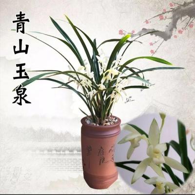 【买就送】浓香型兰花苗大花蕙兰墨兰建兰盆栽绿植室内植物四季兰 青山玉泉【限购】 2苗
