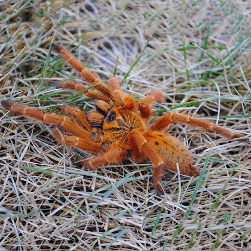 爬虫宠物蜘蛛活体非洲烈阳橙巴布c8幼苗2-14cm亚成公母凶油彩皇帝