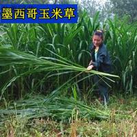 子暄 墨西哥玉米阔叶优12玉米种子产量高适口好耐旱耐贫瘠牧种子