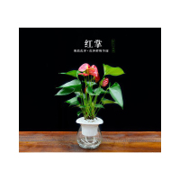 室内办公室内绿植盆栽花卉红掌水培带盆植物