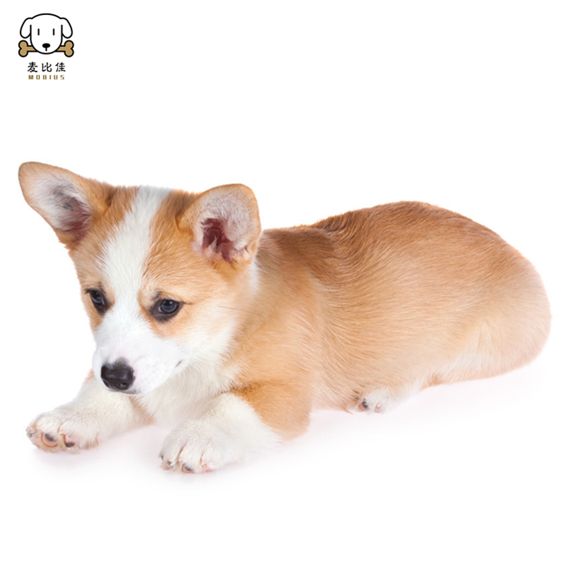 麦比佳柯基犬活体 柯基犬幼犬狗狗活体纯种血统双色三色小体柯基狗 威尔士短腿迷你后臀可爱狗狗视频挑选高清大图