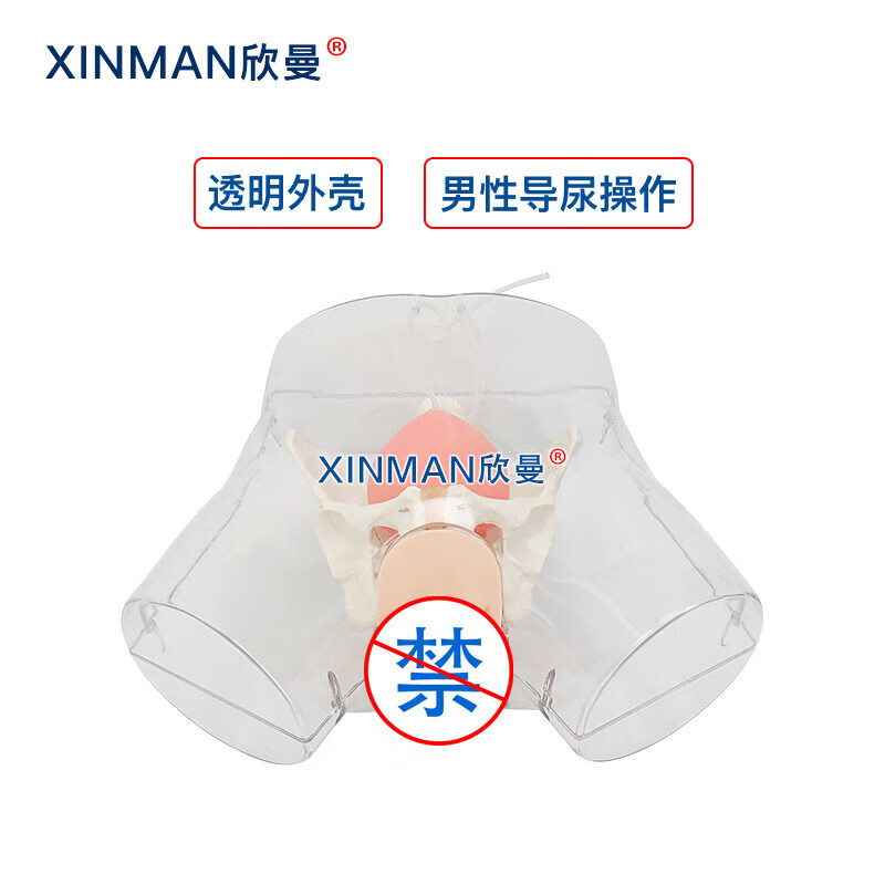 欣曼科教 高级透明男性导尿模型 男性透明导尿操作训练模拟人 医学教学模型 XM-H14高清大图