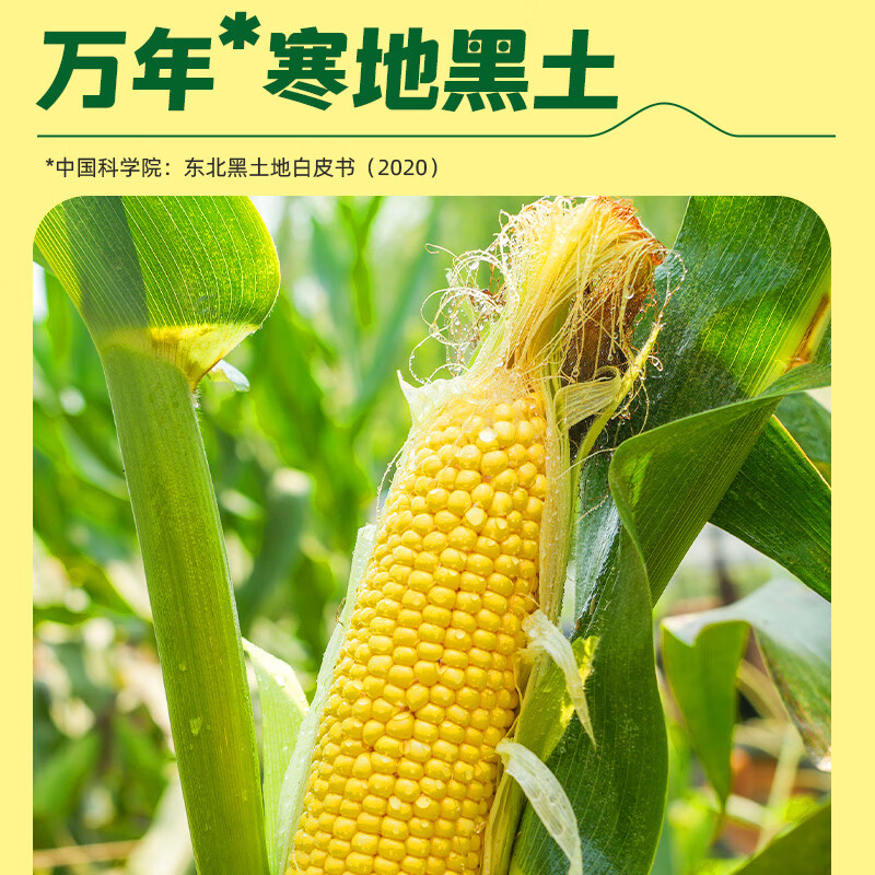 十月稻田玉米黄糯玉米东北黏苞米早餐粗粮真空包装800g