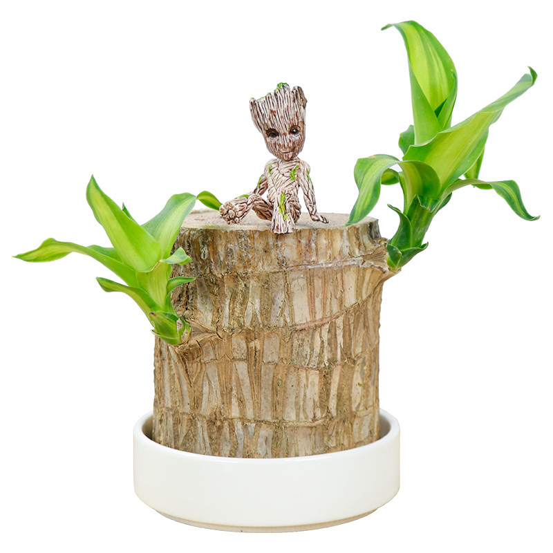 回固巴西木盆栽可水养迷你室内桌面绿植四季常青幸运木格鲁特水培植物