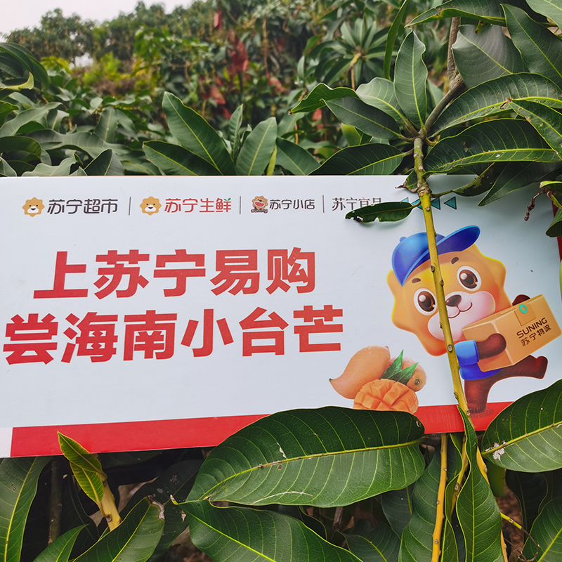 [官方溯源 海南直发]海南小台农芒果3斤装中大果单果约80g+ 应季生鲜水果 核薄肉厚