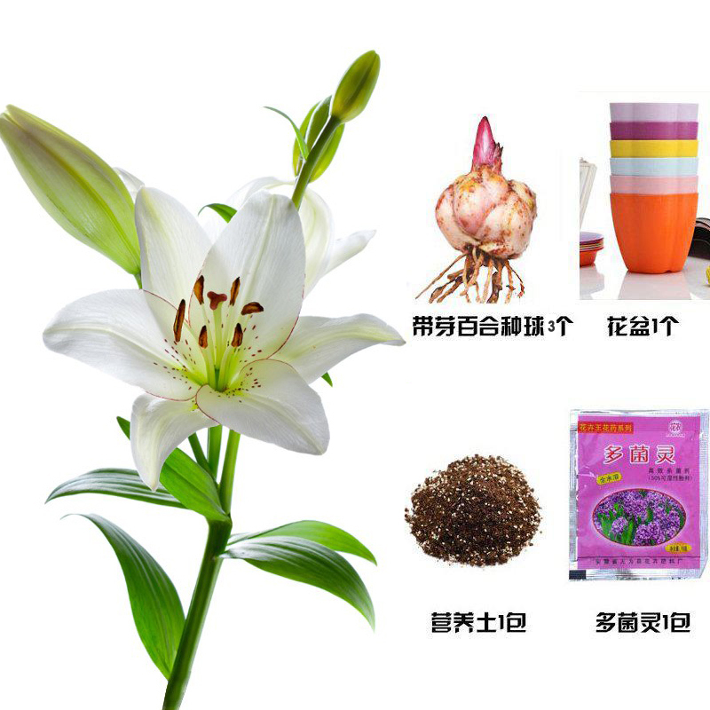 香水百合花种球春季混色大球四季开花矮生浓香花卉盆栽室内多年生