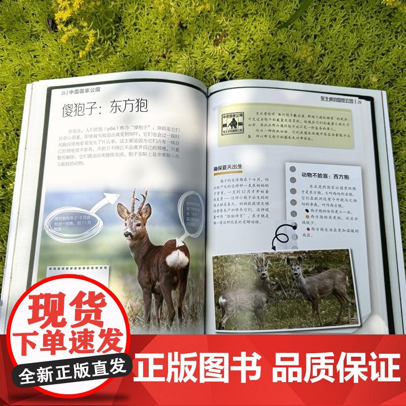 中国国家公园东北虎豹国家公园 欧阳志云主编;沈梅华臧振华徐卫华著少年儿童出版社高清大图