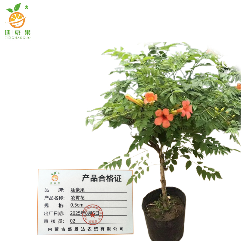 廷豪果 凌霄花 0.5cm /棵高清大图