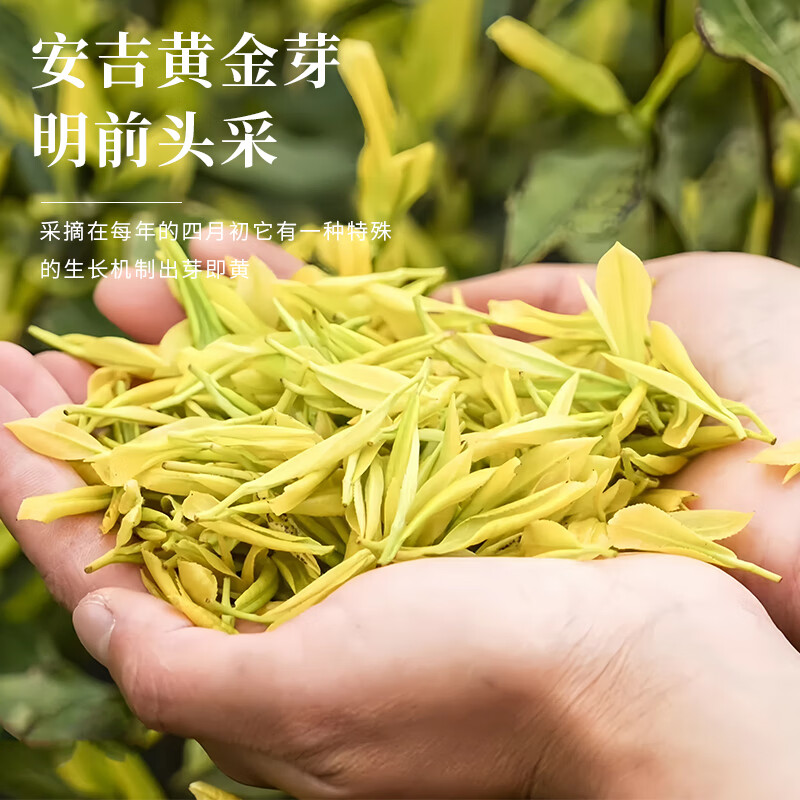 品如故HJY-200g品如故茶叶绿茶黄金芽180g2025新茶头采明前高山奶白茶新老包装 随机发货高清大图