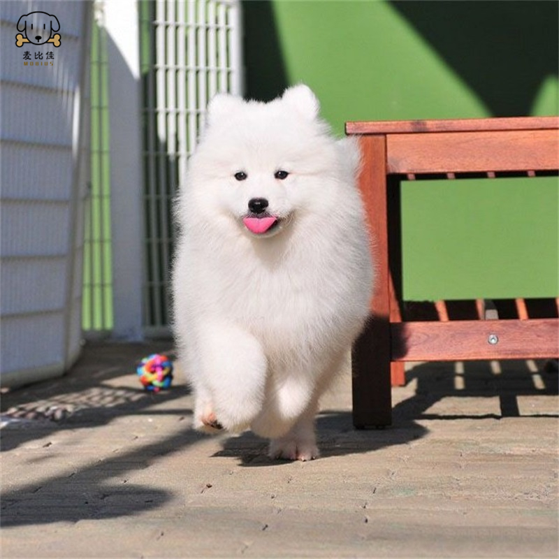 麦比佳 萨摩耶犬幼犬萨摩耶犬狗狗活体纯种血统中大型雪橇犬萨摩大骨架熊版澳版微笑天使纯白色萨摩耶宠物狗狗高清大图