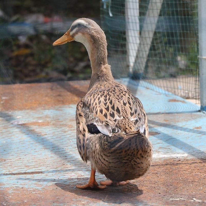 赛卡伊买1送1鸭子活体新鲜老鸭生鲜鸭子麻鸭水鸭冷冻食品批发共两只