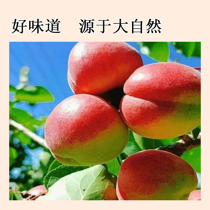 红梅杏脯138g/袋高清大图