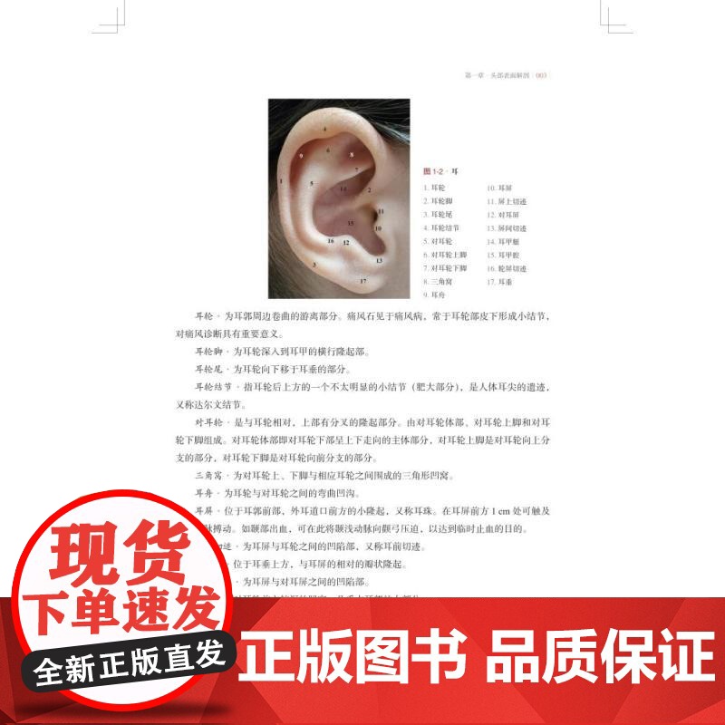 人体表面解剖图解 国海东牟芳芳主编上海科学技术出版社西医基础医学图书高清大图