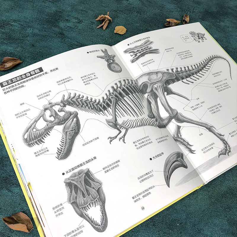 单本全册 [友一个正版]浪花朵朵 暴龙家族大图解 黑川光广著 6岁以上恐龙百科科普绘本 童书高清大图