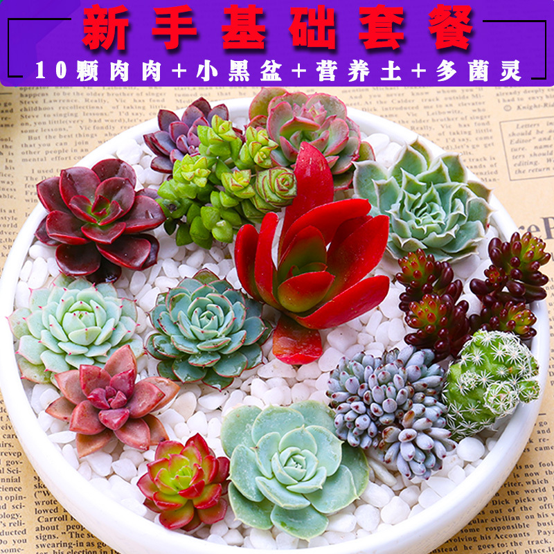 荟伊 Hhayyi 礼盒套装其他新手套餐多肉室内园艺花卉多肉植物组合小盆栽肉肉绿植含花盆 价格图片品牌报价 苏宁易购荟伊官方旗舰店