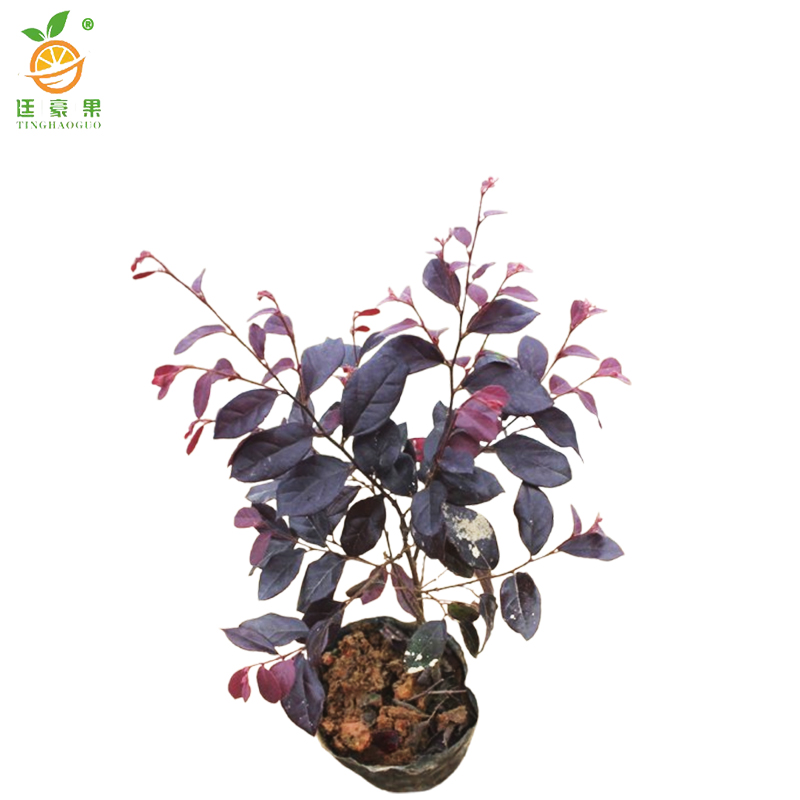 廷豪果 橡皮树盆栽 90cm高 /盆高清大图