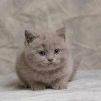 英国蓝猫 英国短毛猫蓝猫 纯种蓝猫幼崽 猫咪幼猫