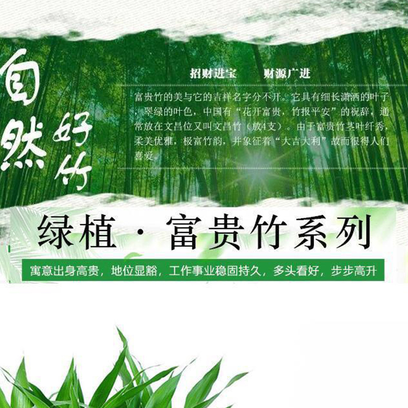 富贵竹(绿)
