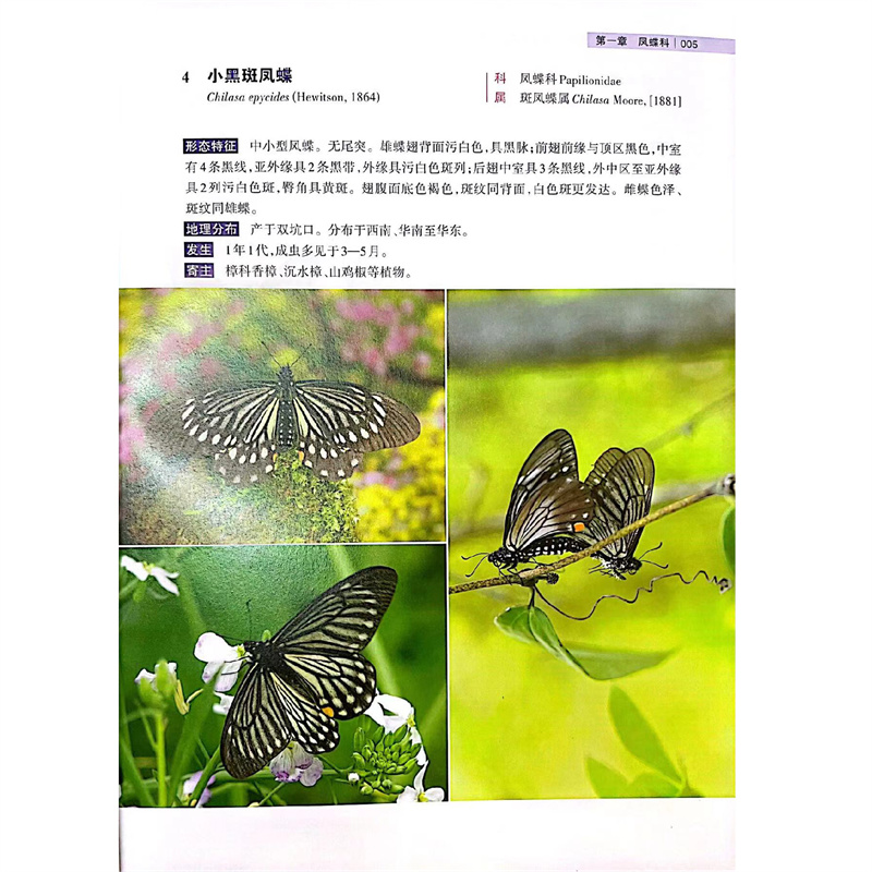 醉染图书浙江乌岩岭自然保护区蝴蝶图鉴9787308299高清大图