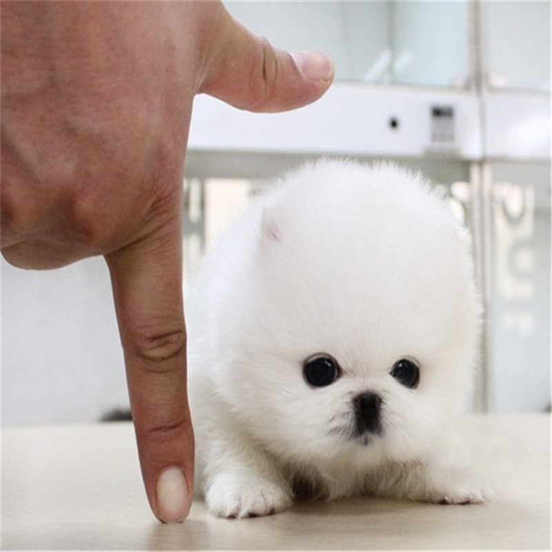 纯种博美幼犬活体长不大的宠物狗小型可爱好养迷你俊介犬动物活物