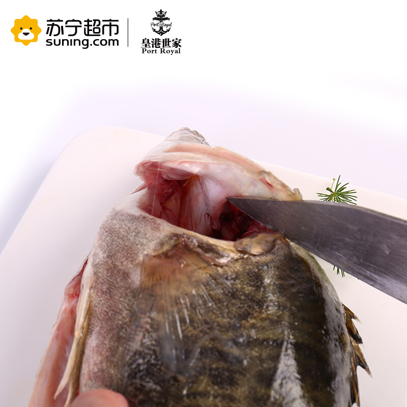 [活杀]皇港世家 活鲜水产 活杀广东桂鱼 600-700g 条