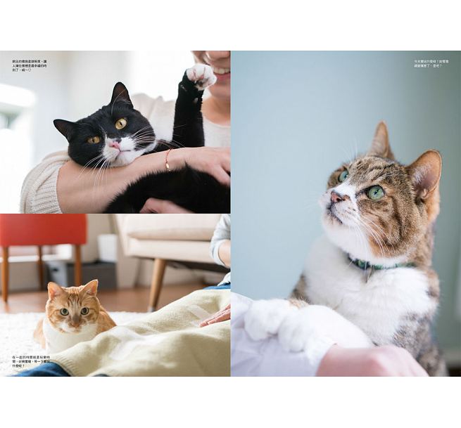 [正版] 猫咪的第一本游戏书:玩出亲密与纪律! 台湾东贩 原版进口书 生活风格高清大图