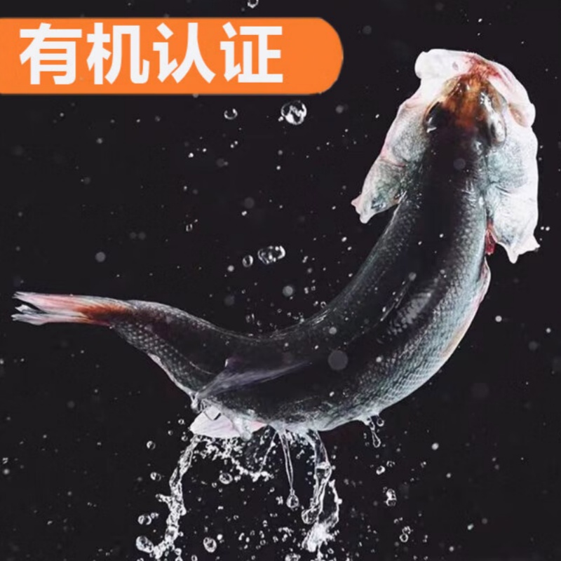 鲈鱼 (活鱼现杀)袋装500g高清大图