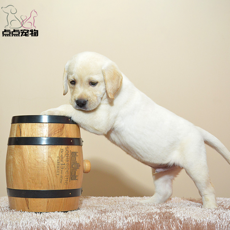 点点宠物 狗狗 宠物狗狗拉布拉多犬幼犬 血统级短毛高智商拉不拉多导盲犬 黄色奶白色黑色可选 公母视频挑选 包健康