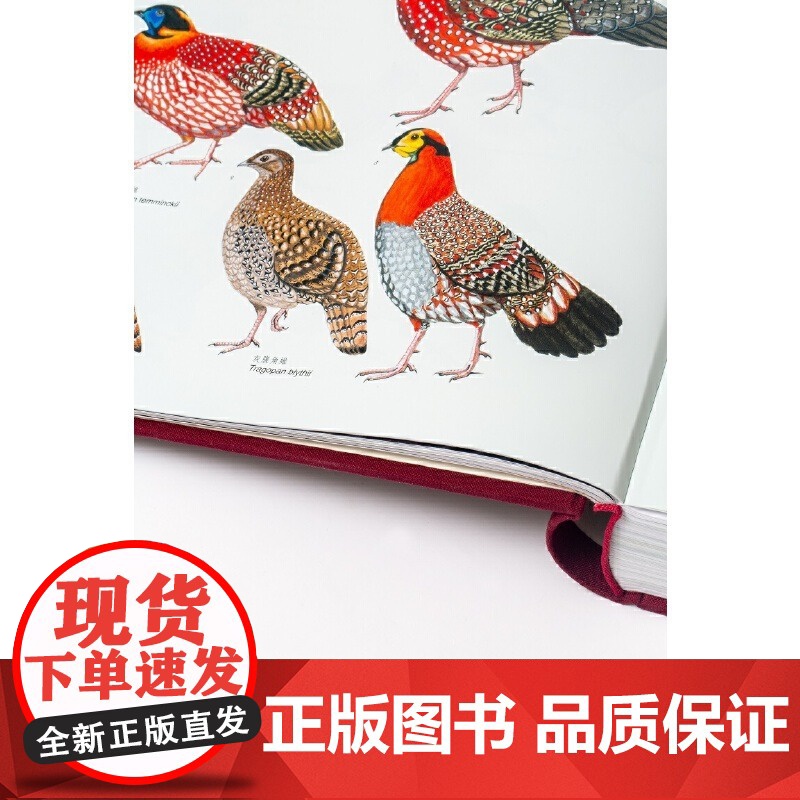 [央视网]中国青藏高原鸟类 汇集国内鸟类研究学者前沿科研成果 1000余幅精美手绘 2000余张鸟类野外生态照DL高清大图