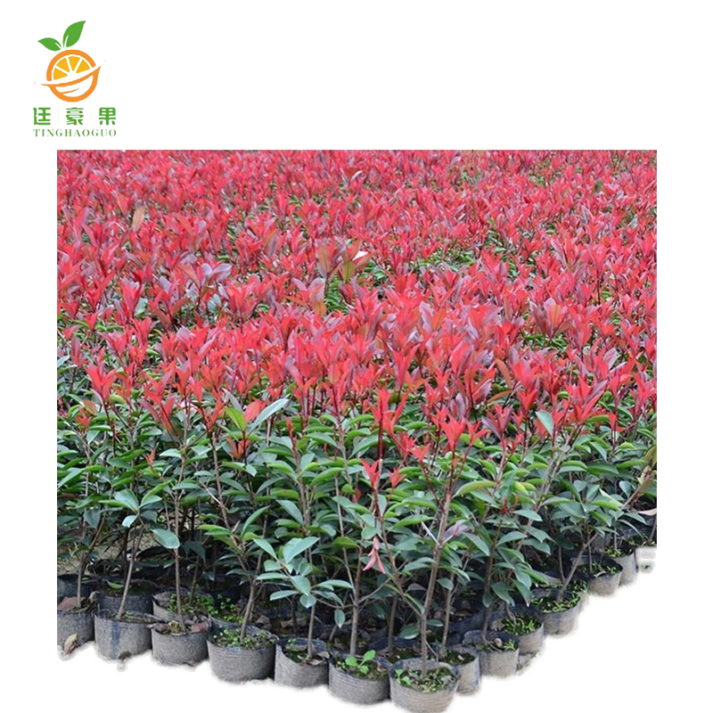 廷豪果 碧桃 冠幅100-120cm /棵高清大图