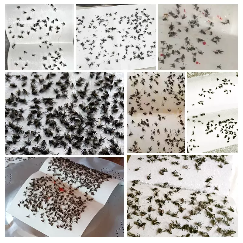 地依猫粘蝇纸20张粘蚊子苍蝇纸沾蝇板强力蝇虫贴灭杀果蝇小飞虫捕蝇神器