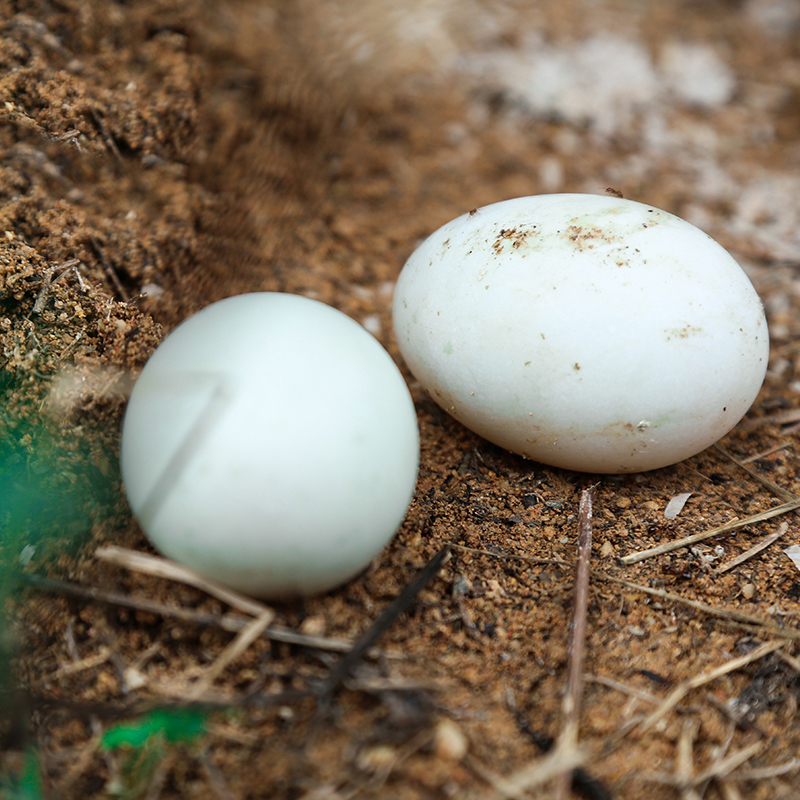 新鲜生鸭蛋30枚装6070克生鸭蛋农家散养草鸭蛋土鸭蛋麻鸭蛋非土鸡蛋