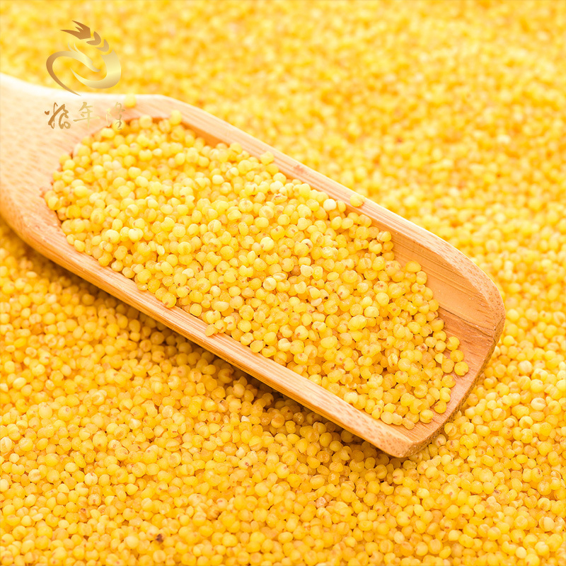 粮年隆黄金小米黄小米新米小黄米农家小米杂粮月子米脂小米粥480g