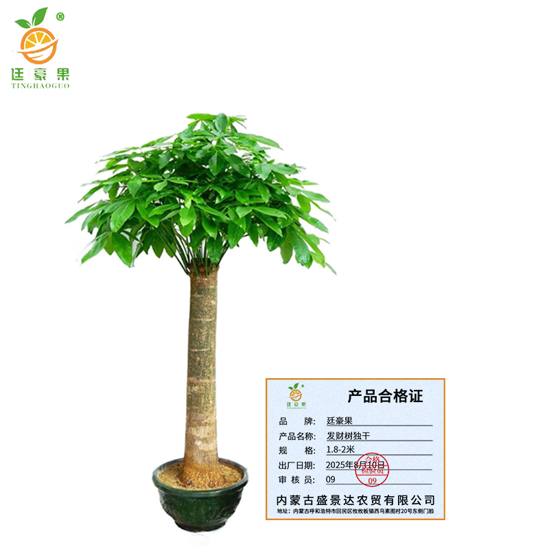 廷豪果 发财树独干 1.8-2米 /棵高清大图