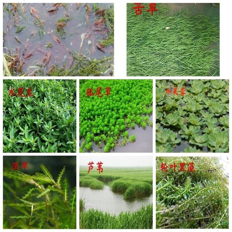 鱼塘水草种子水花生伊乐藻苦草小龙虾鱼蟹养殖专用水草种籽四季w