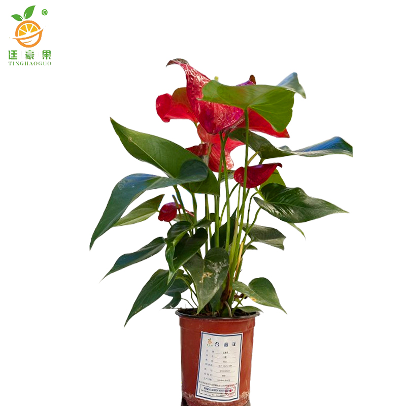 廷豪果 红掌 30cm /盆高清大图