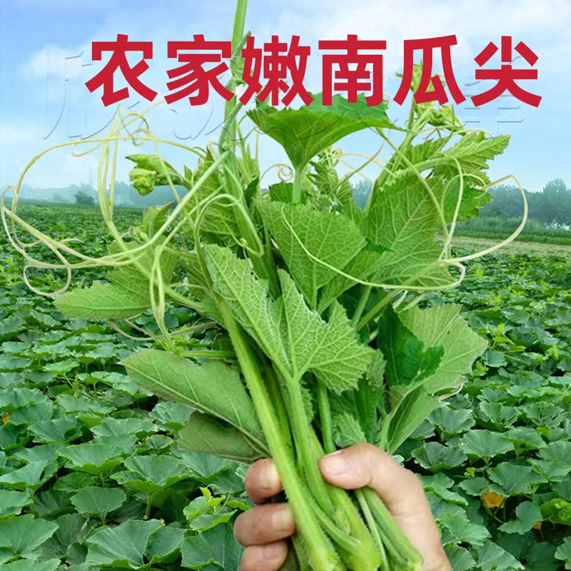 [西沛生鲜]南瓜藤新鲜南瓜尖 净重5斤 农家自种南瓜叶粗条藤茎嫩南瓜时令青蔬菜高清大图