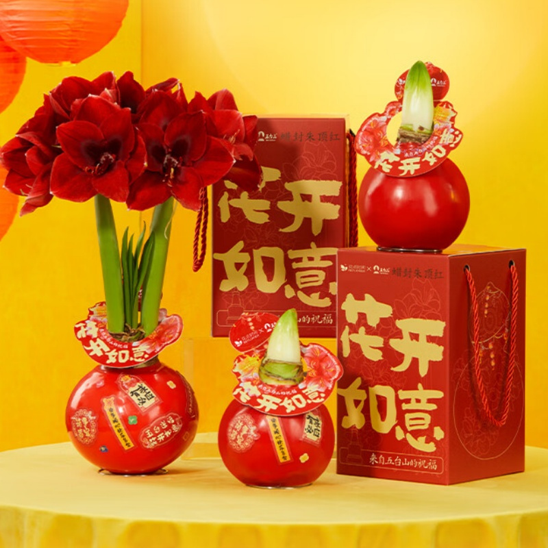 花点时间蝴蝶兰盆栽花卉新年装饰 [朱顶红蜡球]礼盒款-红狮