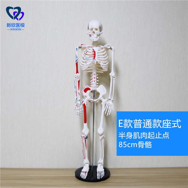 医学人体骨骼模型骨架带肌肉仿真玩具小白全身真人可拆卸正骨医用 E款普通款半身肌肉起止点高清大图