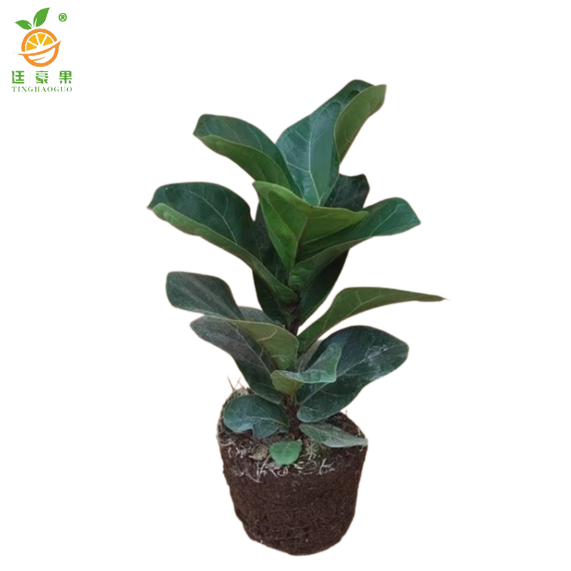 廷豪果 家养琴叶榕 50-70cm高清大图
