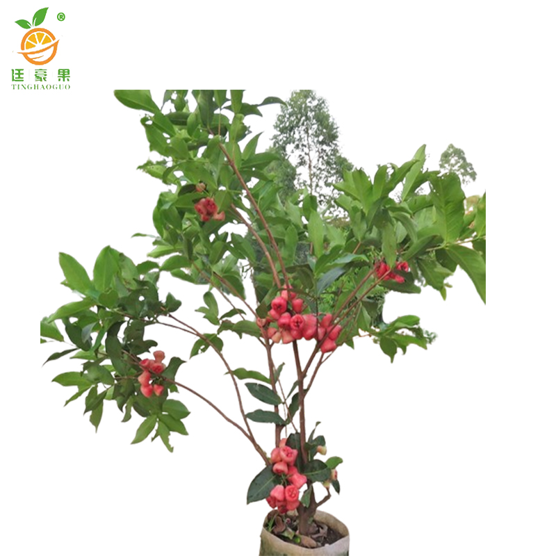 廷豪果 莲雾 绿植 高1-1.5m /棵高清大图