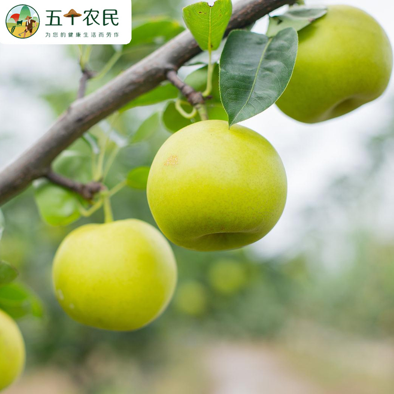 [五个农民]湖北省农科院百里洲砂梨精品金蜜脆梨5斤应季新鲜水果