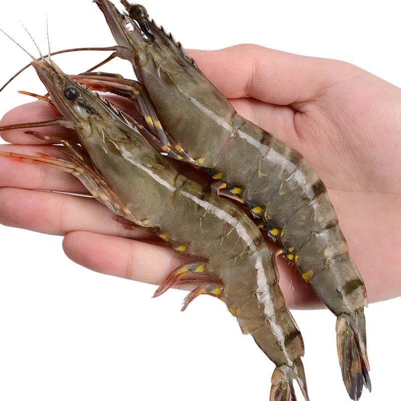 野生黑虎虾虾子大虾 l号大虾16-18cm 两盒装 鲜活新鲜超大号 海虾